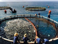 Dari Kolam Rakyat Menuju Kemandirian Ekonomi Nasional